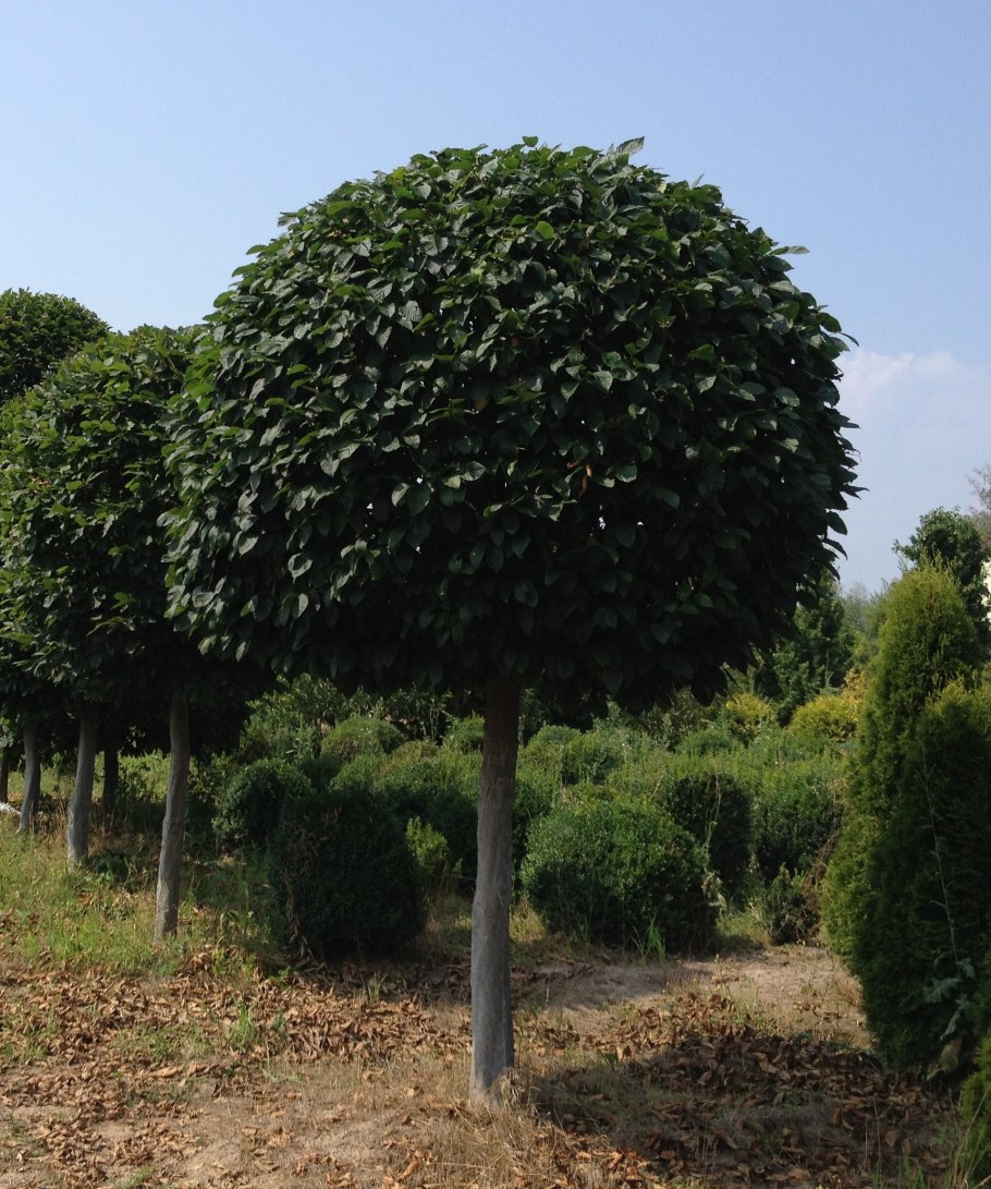 Липа мелколистная шаровидная