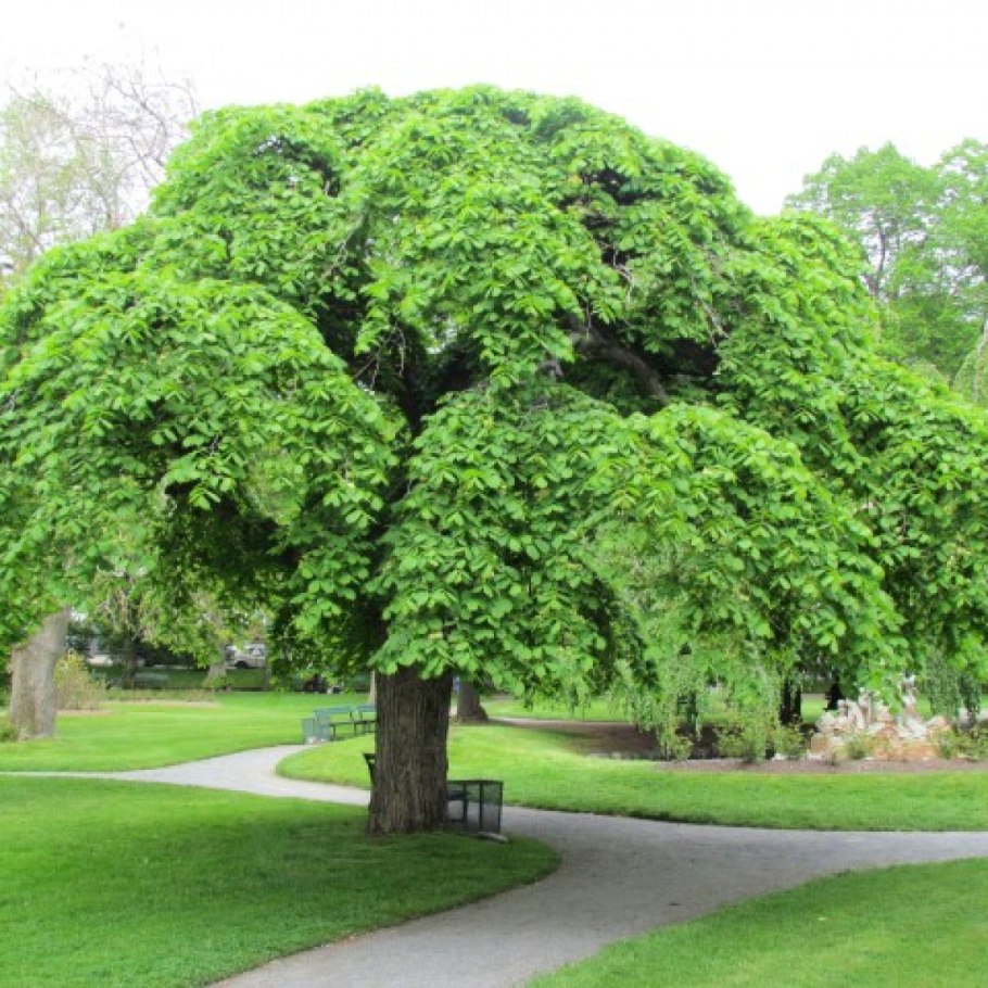 Катальпа бигнониевидная (Catalpa bignonioides)