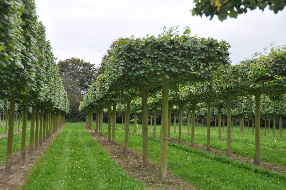 Тисс ягодный Живая изгородь