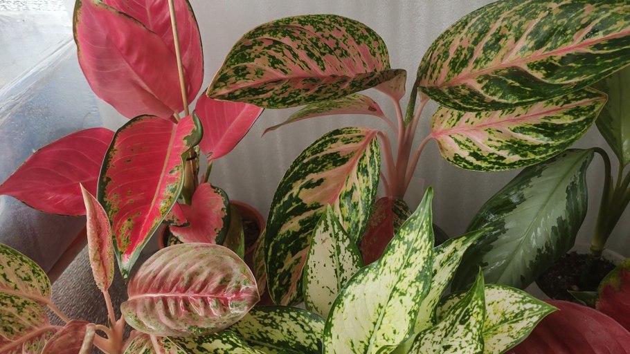 Аглаонема Сансея