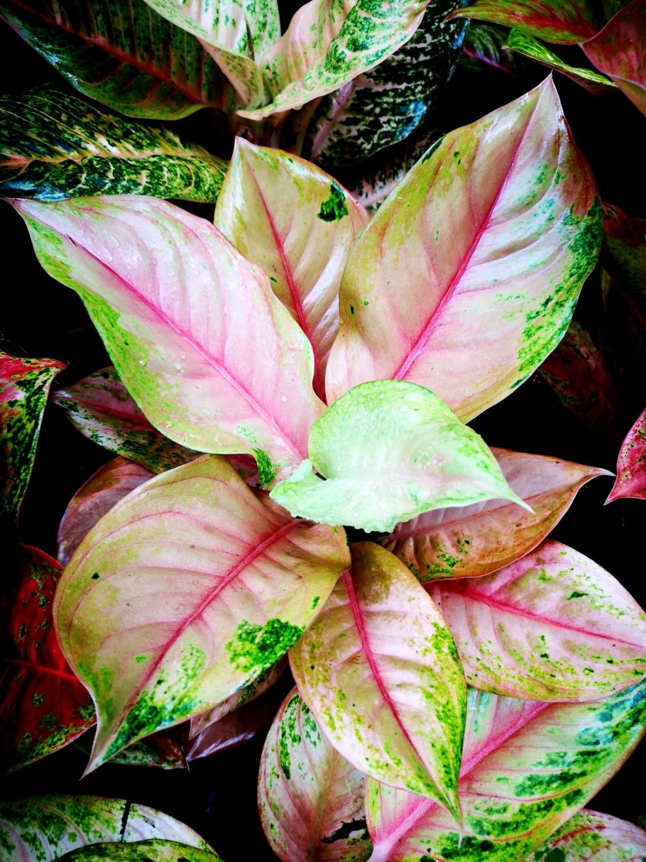 Леон Натали Портман с цветком