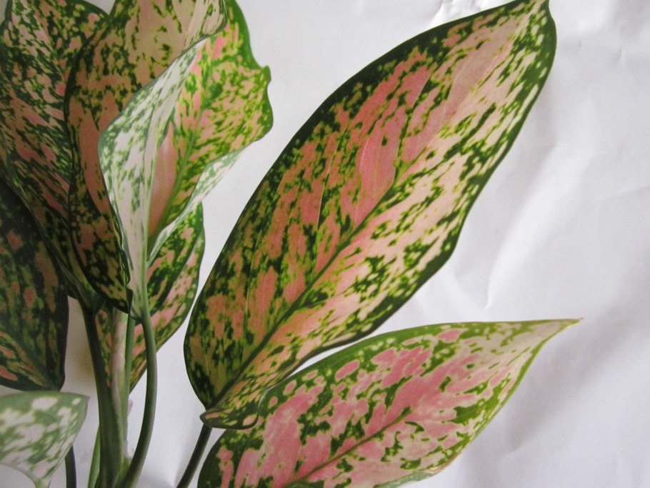 Аглаонема Престиж