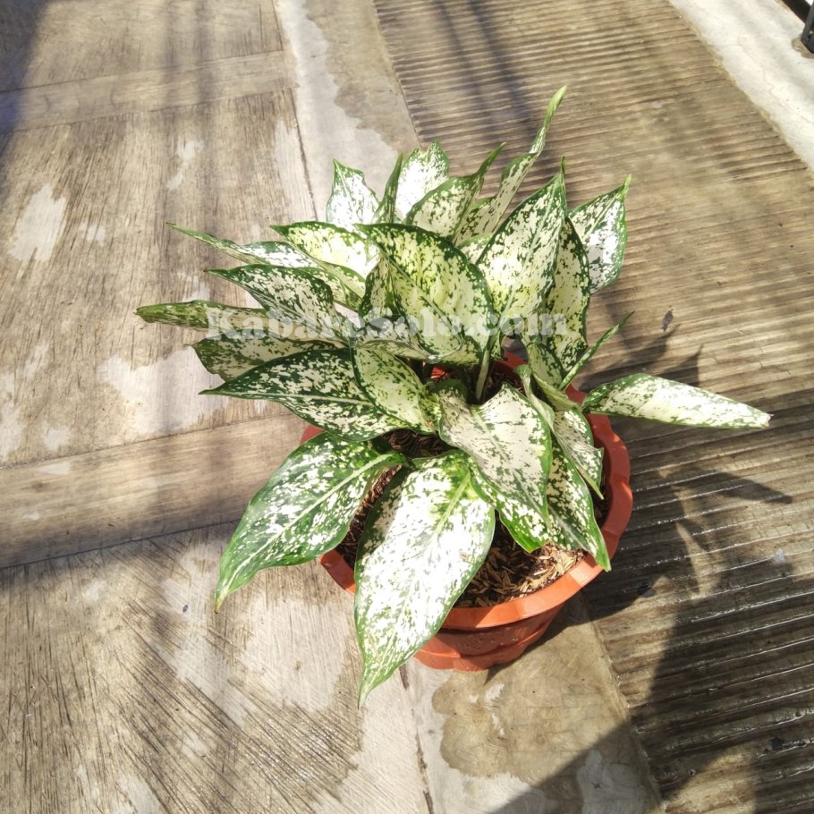 Аглаонема Леон киллер