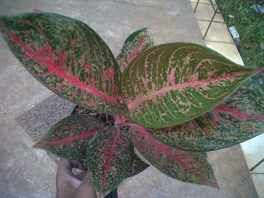 Аглаонема Anyamanee Tricolor