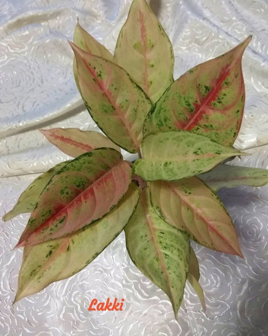 Аглаонема сенсея