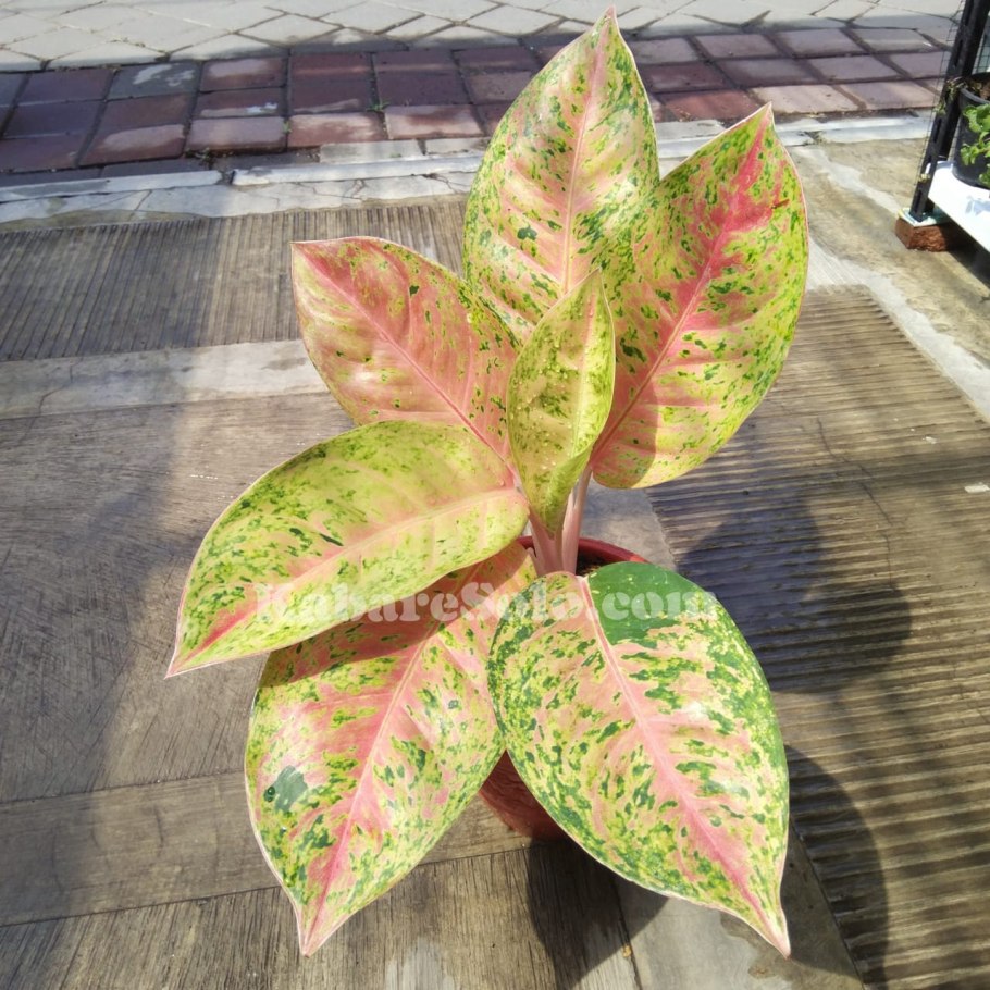 Аглаонема Канди