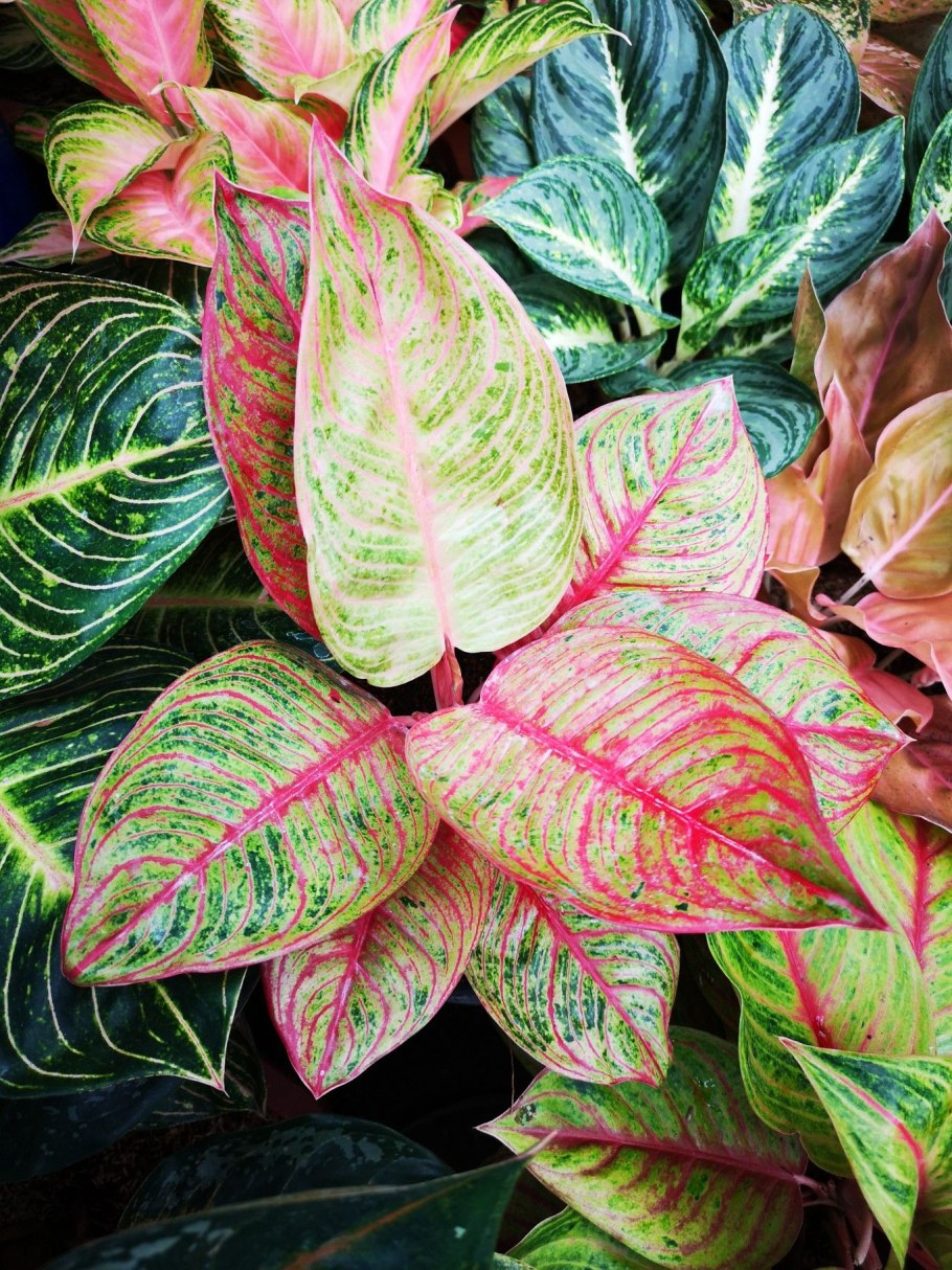 Аглаонема круглолистная