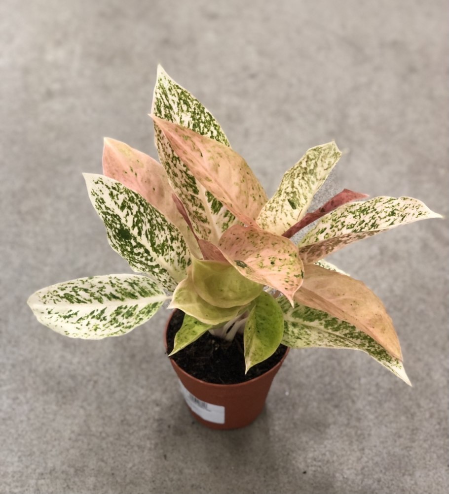 Аглаонема юбилей Петит фото