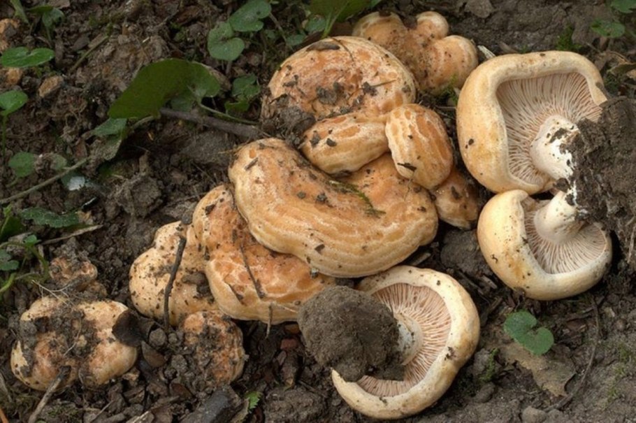 Гриб подгруздок белый ложный