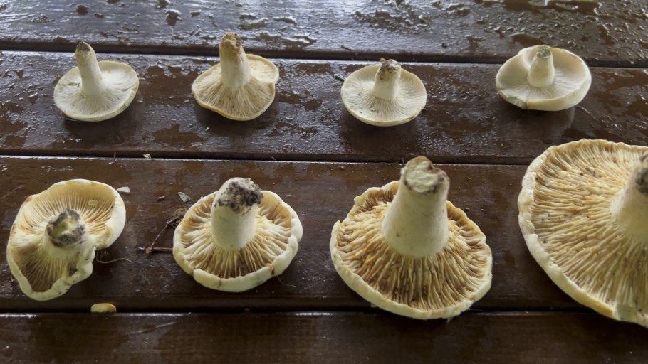 Груздь скрипица