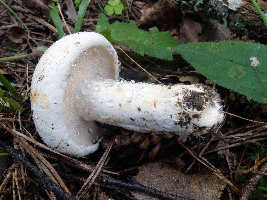 Груздь Белянка