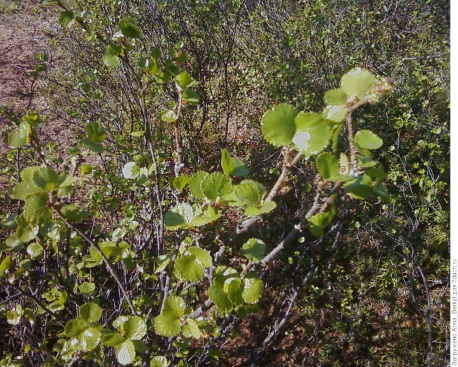 Береза карликовая Betula Nana