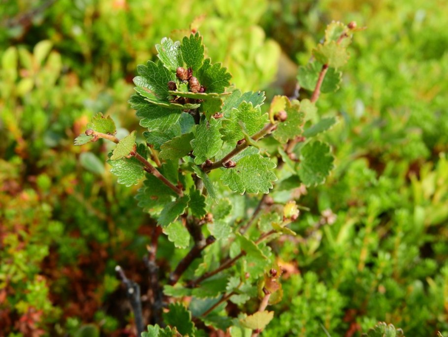 Betula Nana плод