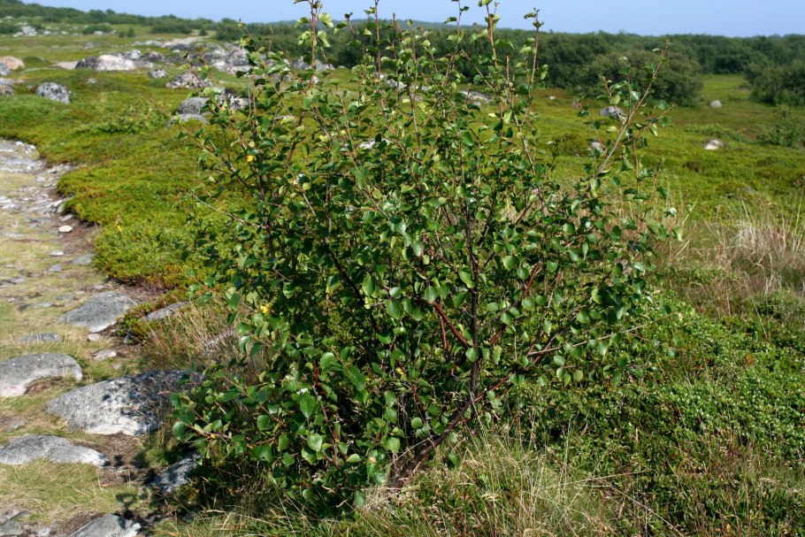 Береза приземистая Betula humilis