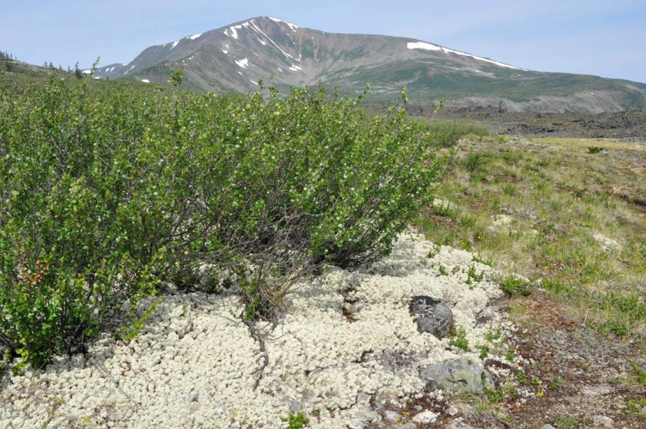 Betula Exilis