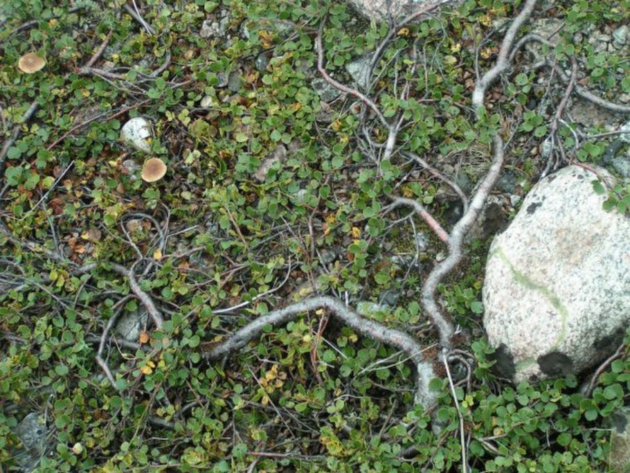 Betula Nana плод