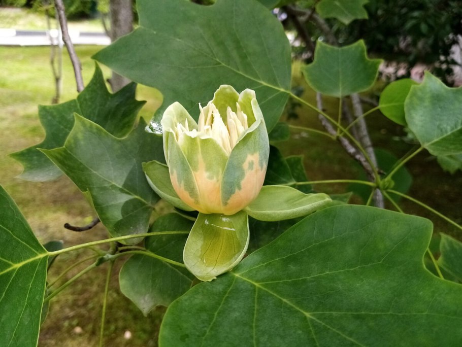 Лириодендрон фото дерева