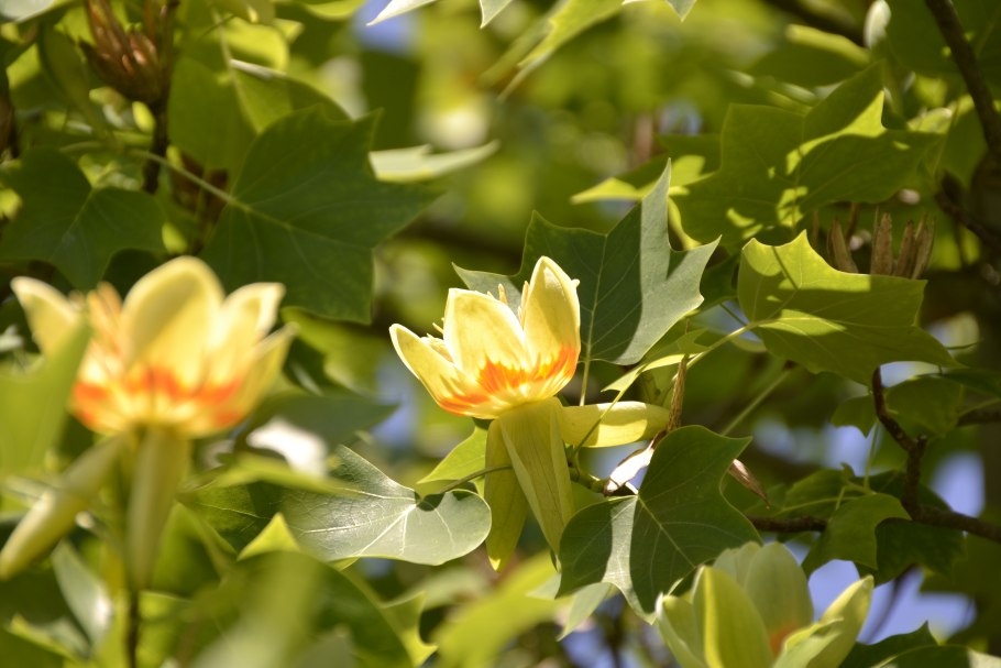 Лириодендрон Тюльпановый Liriodendron tulipifera