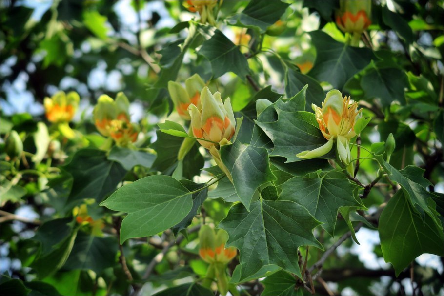 Лириодендрон Тюльпановый Liriodendron tulipifera
