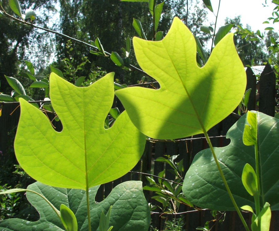 Тюльпановое дерево Лириодендрон
