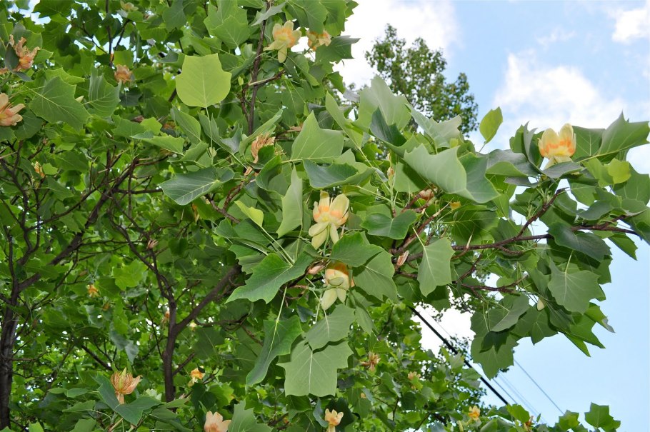 Liriodendron tulipifera Fastigiata