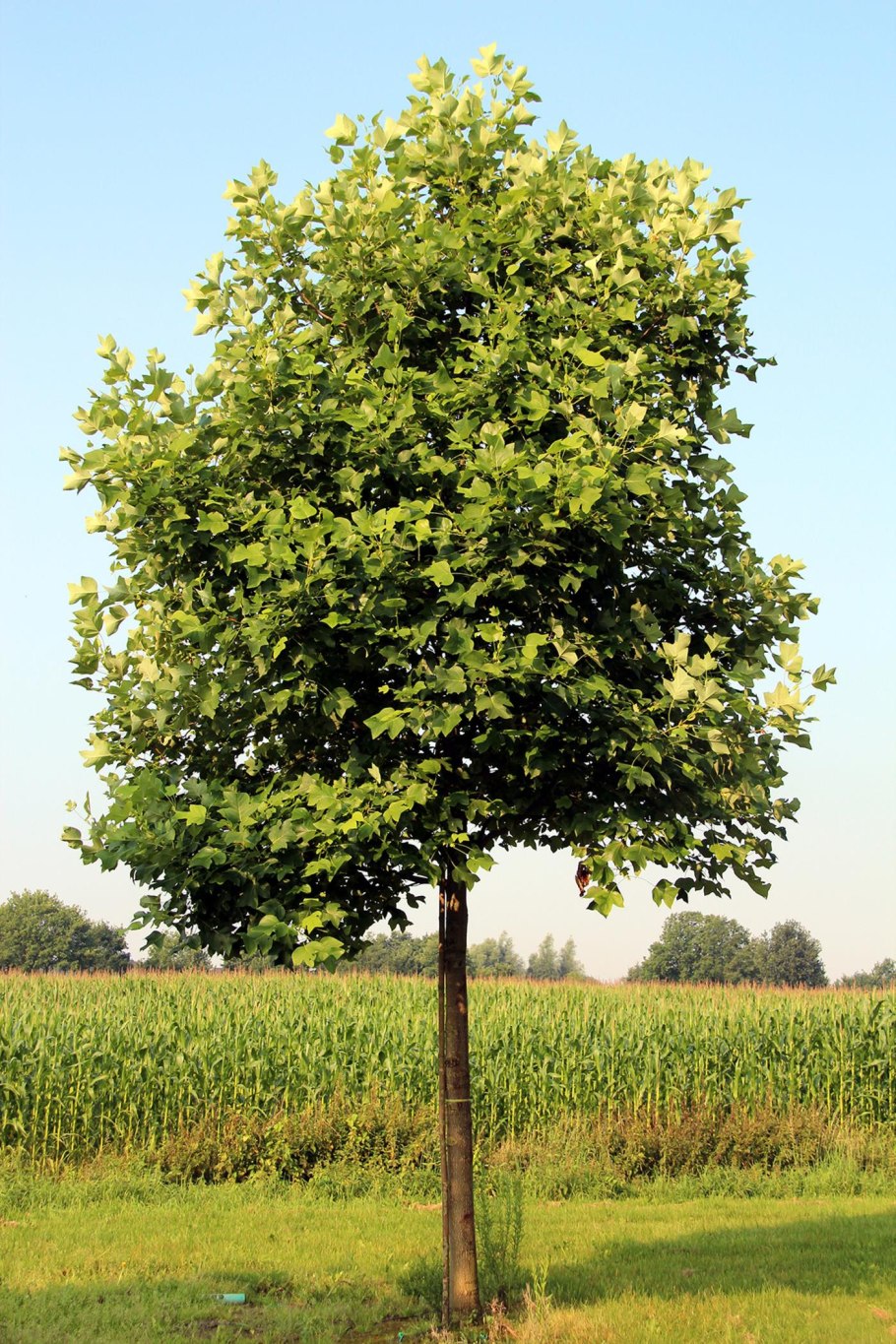 Тюльпановое дерево Лириодендрон