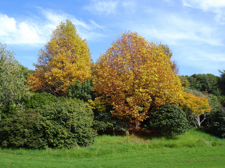 Liriodendron chinense