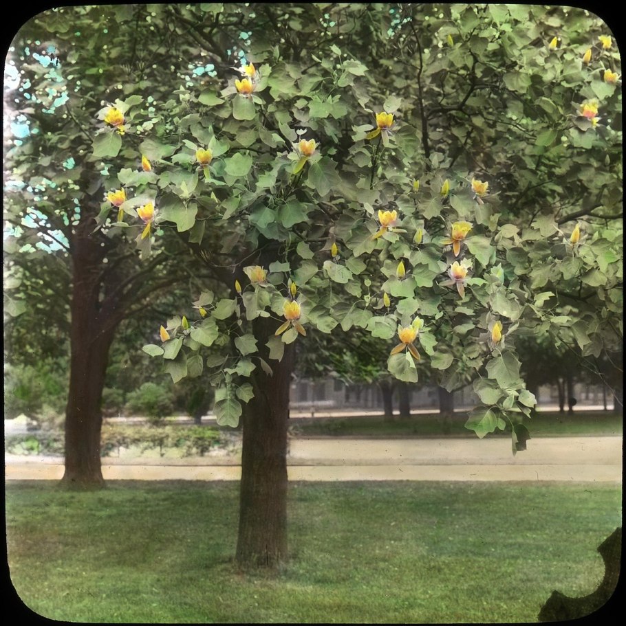 Лиран тюльпановое дерево