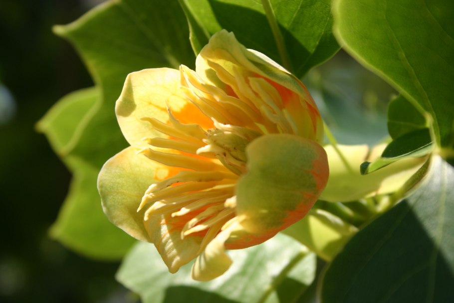 Liriodendron tulipifera 'Aureomarginatum'