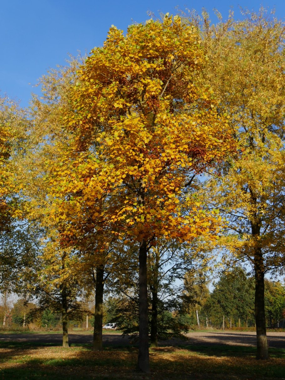 Лириодендрон Тюльпановый