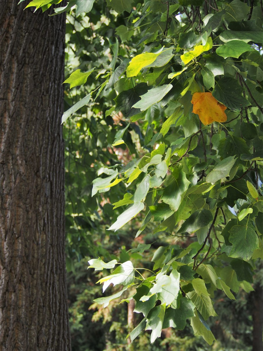 Тюльпанное дерево Лириодендрон