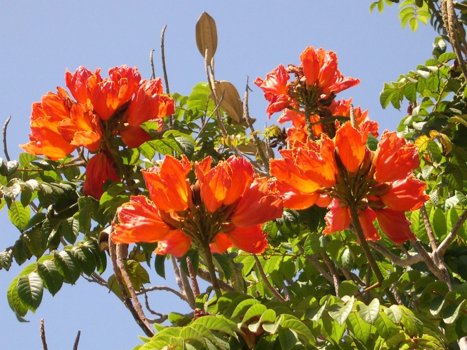 Liriodendron tulipifera тюльпановое дерево