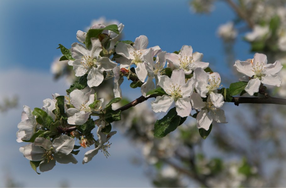Ветка яблони нецветущая