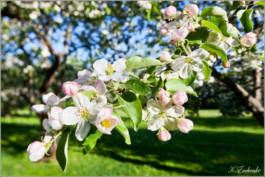 Цветущая ветка яблони