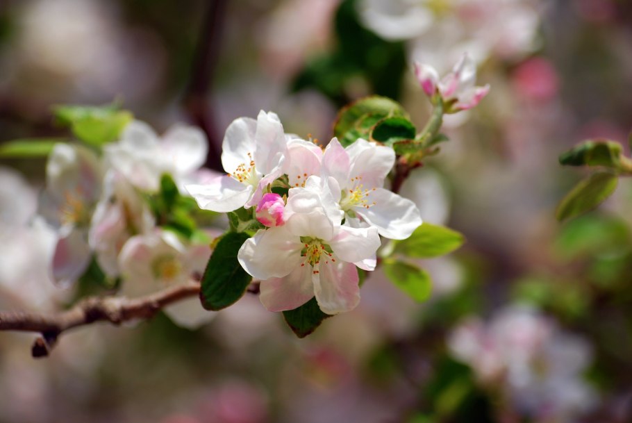 Яблоня Лесная цветение