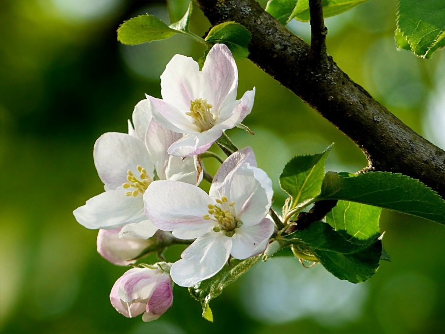 Весеннее цветение яблони