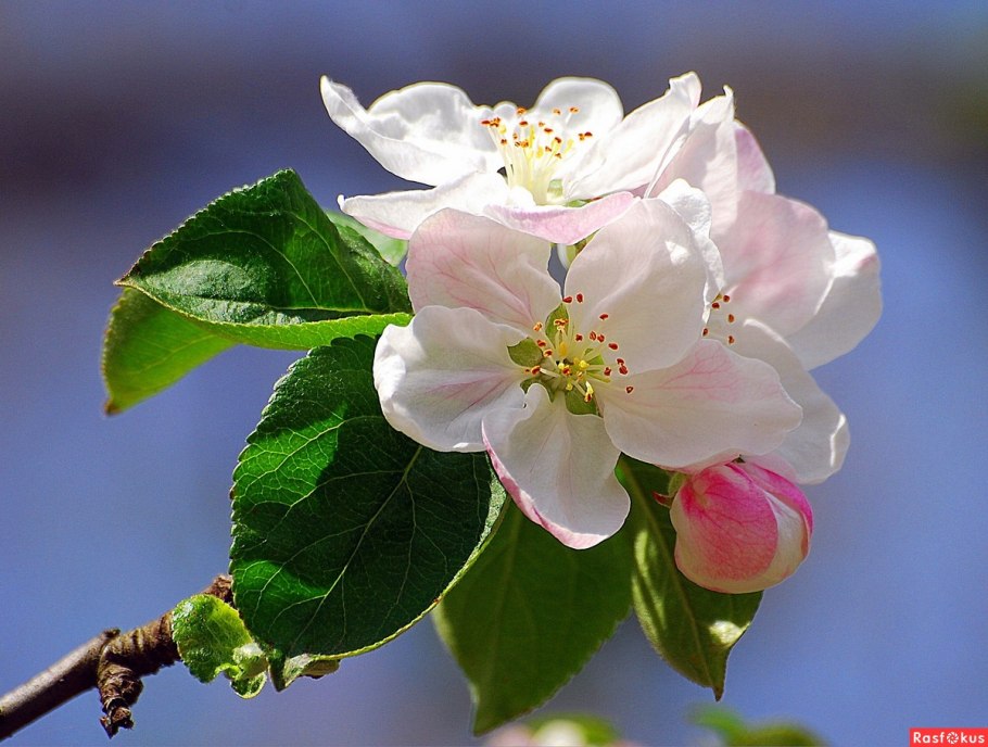 Ветка яблони - Яблоневая ветка