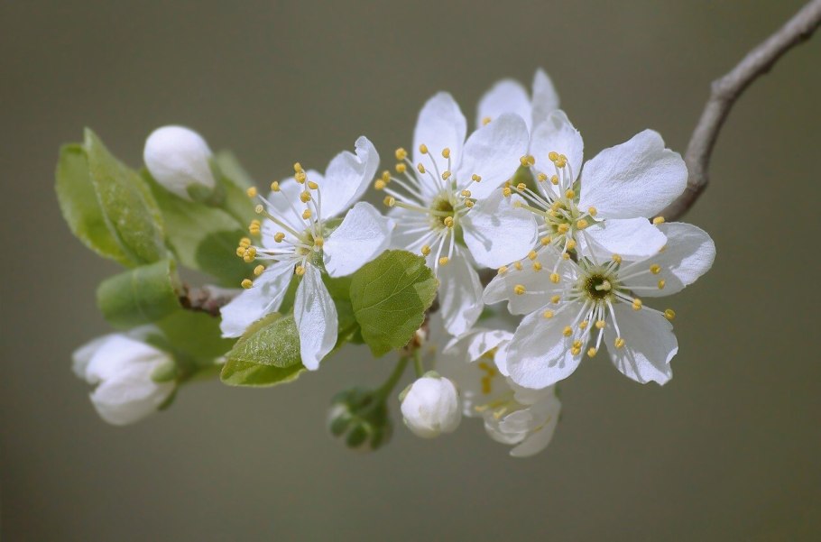 Ветка распустившейся яблони