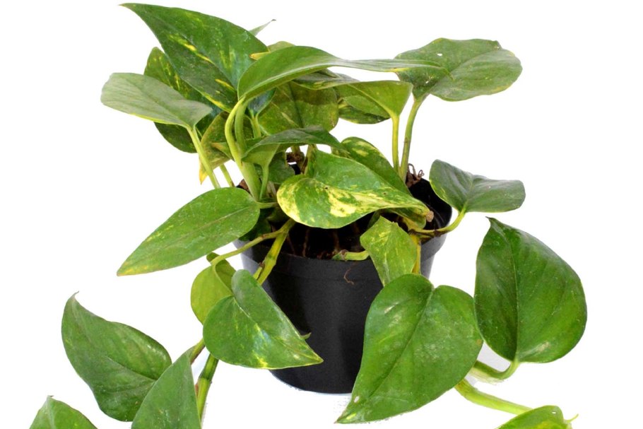 Эпипремнум long Leaf