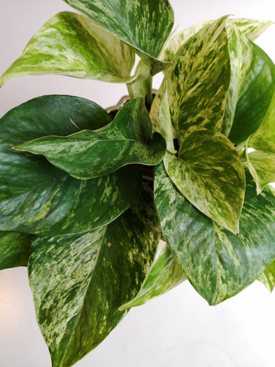 Генетически модифицированный золотистый Эпипремнум