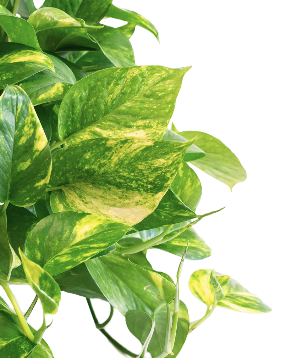 Сциндапсус Голден неон