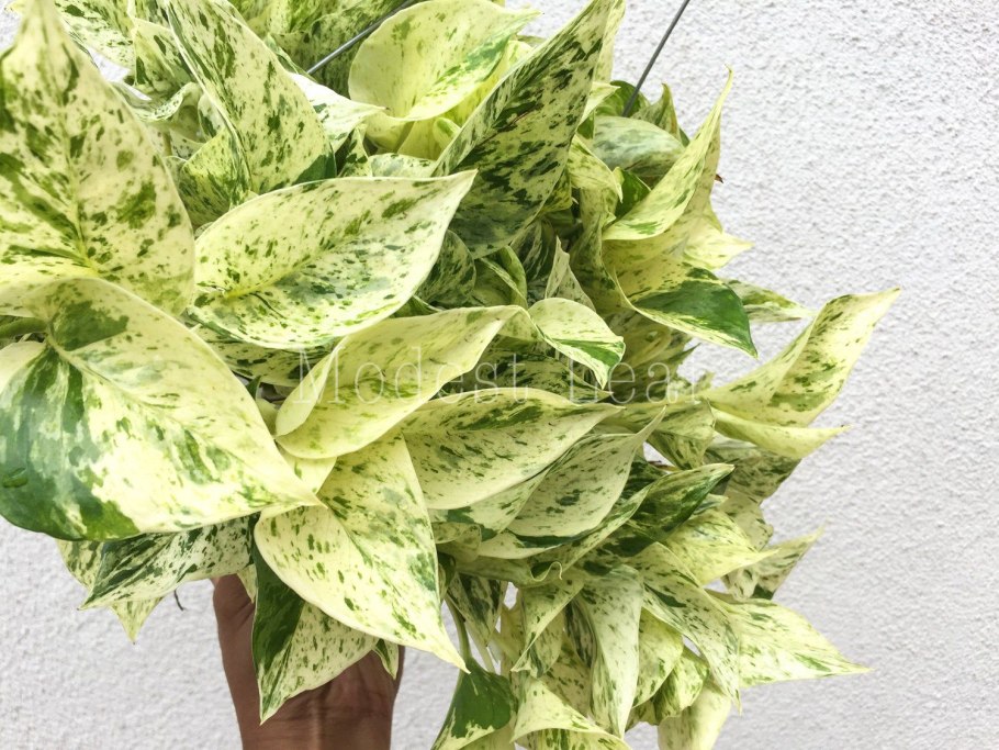 Эпипремнум Эмеральд