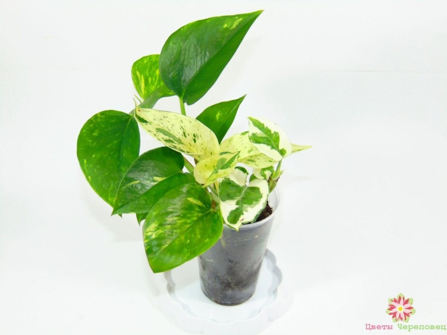 Green Yellow Филодендрон