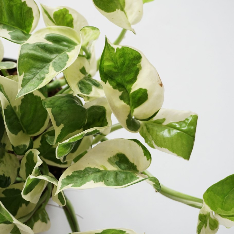 Эпипремнум Голден Лотос