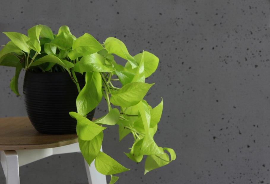 Комнатное растение Лиана с пестрыми листьями