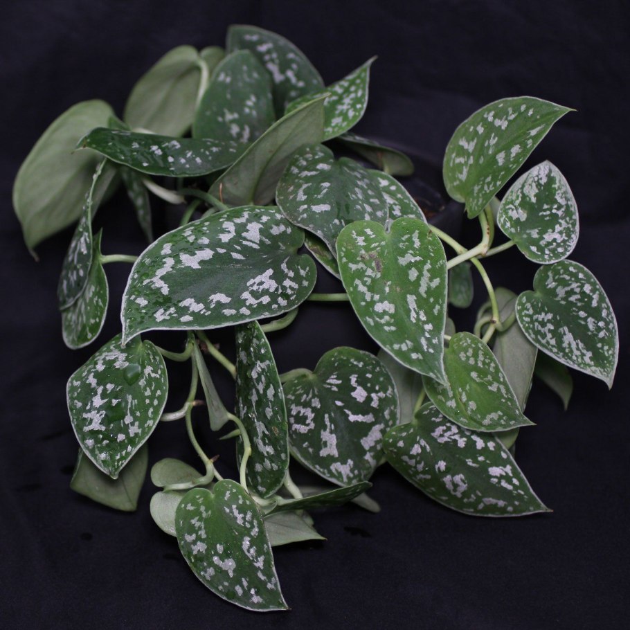 Сциндапсус Мунлайт