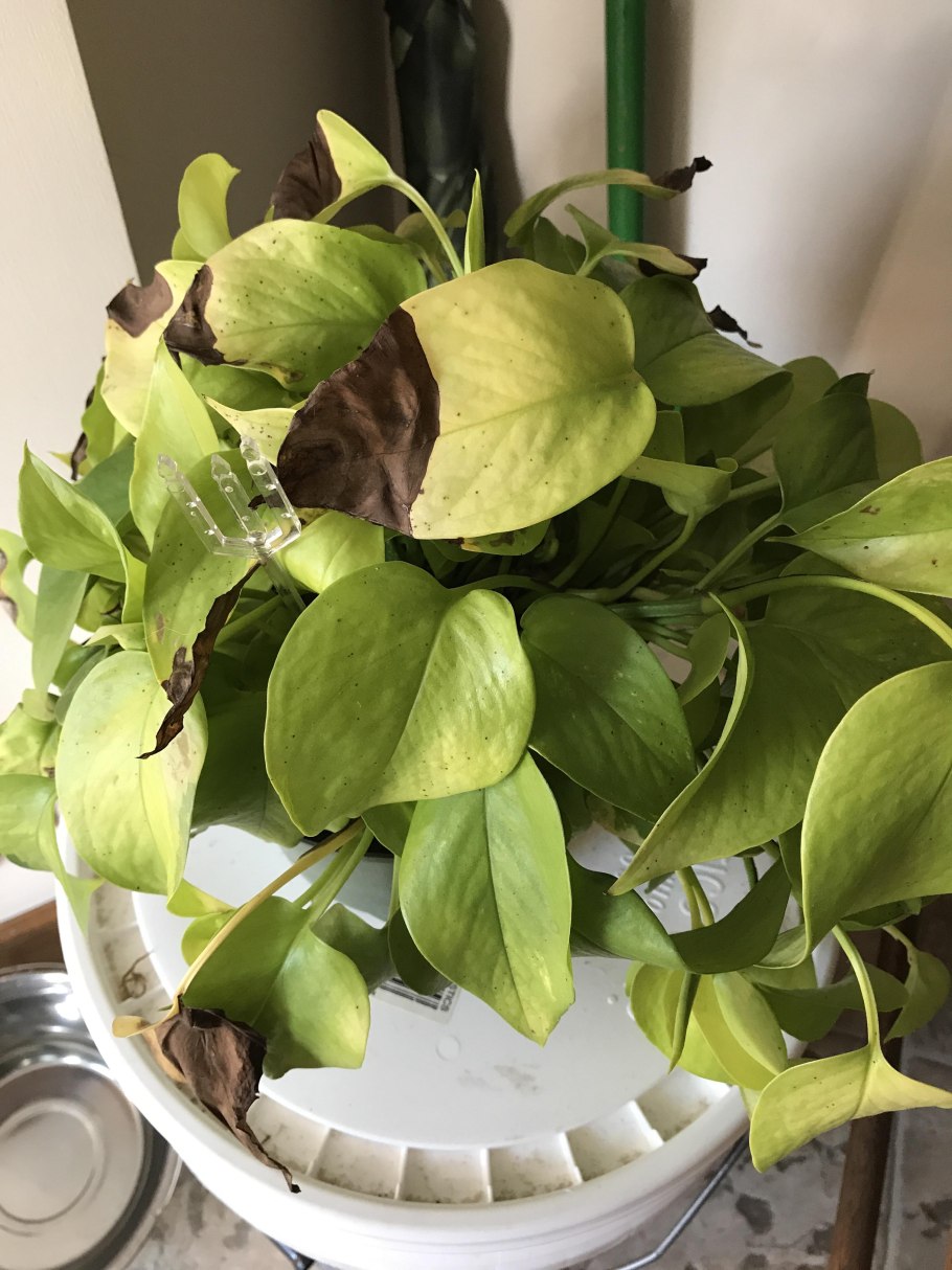 Эпипремнум Голден неон