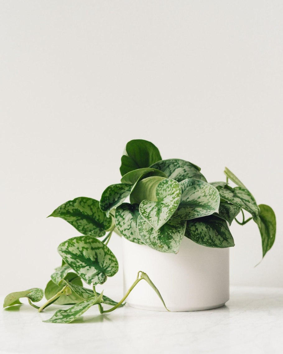 Эпипремнум перистый Epipremnum pinnatum