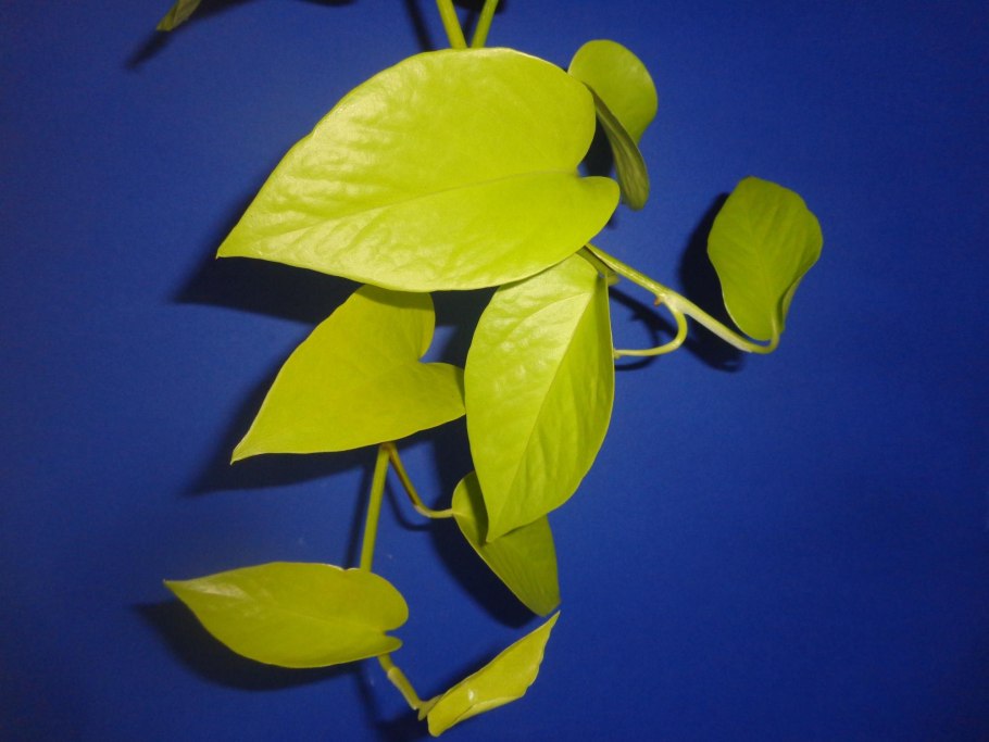 Эпипремнум Голден Квин