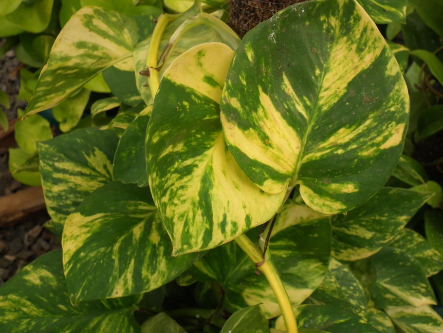 Голден лиф Эпипремнум